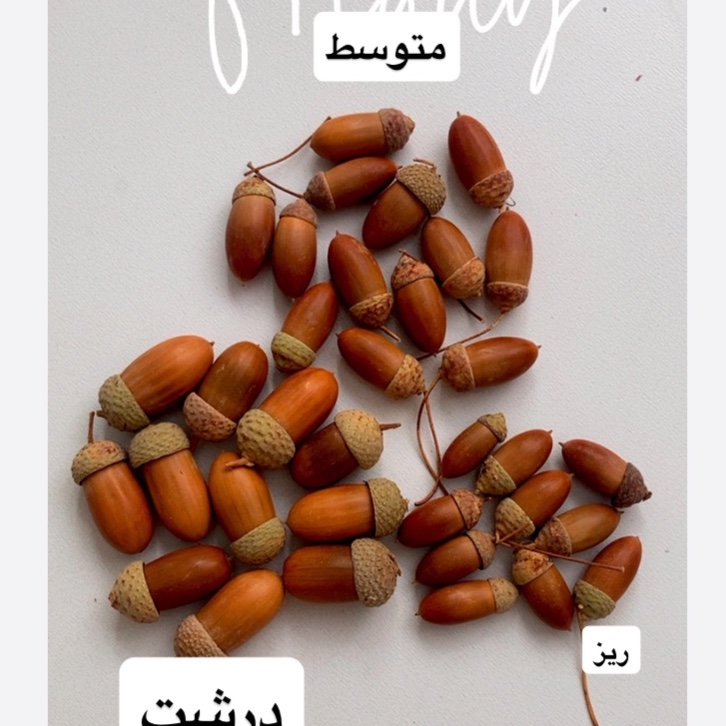 بلوط طبیعی  بسته ده عددی